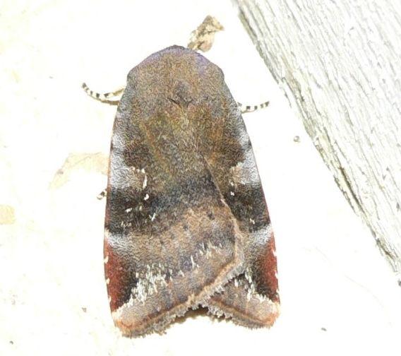 noctua janthe.jpg - Open-breedband huismoeder - Noctua Janthe